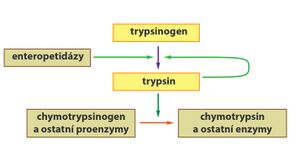 Trypsinogen.jpg