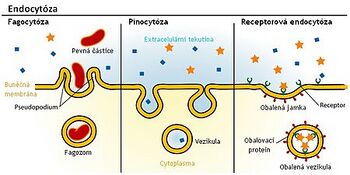 Types of endocytosis