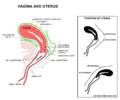 Sagittal view of uterus and vagina, Uterus DONE
