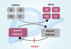 Warfarin-01.png